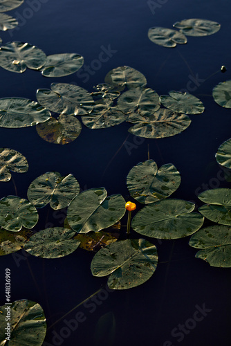 Obraz na płótnie lilies on the lake w salonie