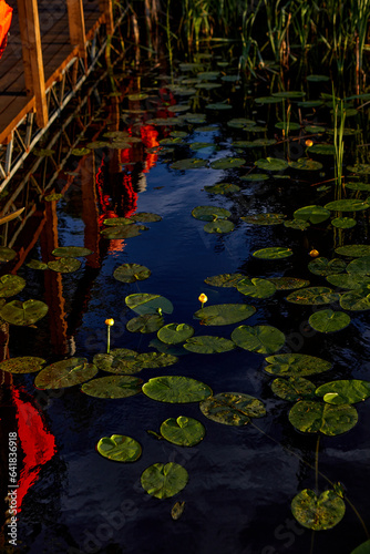 Obraz na płótnie water lily in lake w salonie
