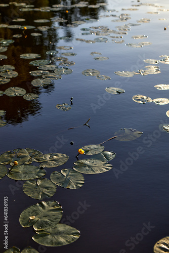 Obraz na płótnie water lily in the lake w salonie