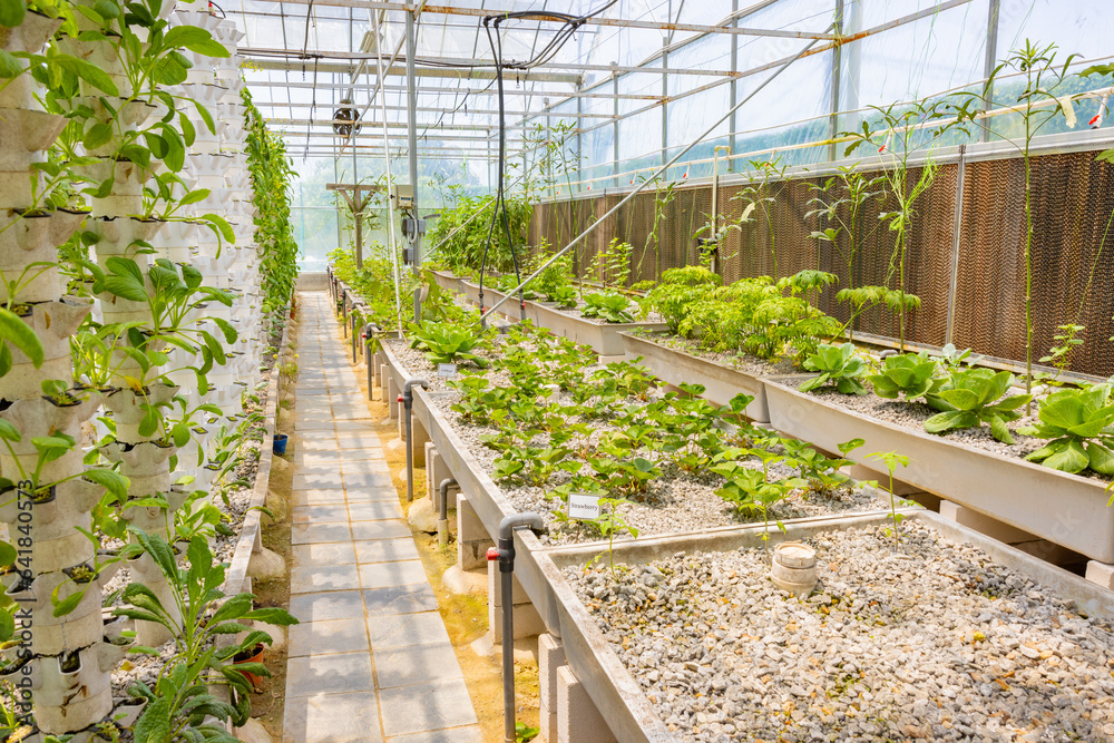 Growing Healthy Food in Hydroponic Greenhouse for the Environment Growing Healthy Food in Hydroponic Greenhouse for the Environment