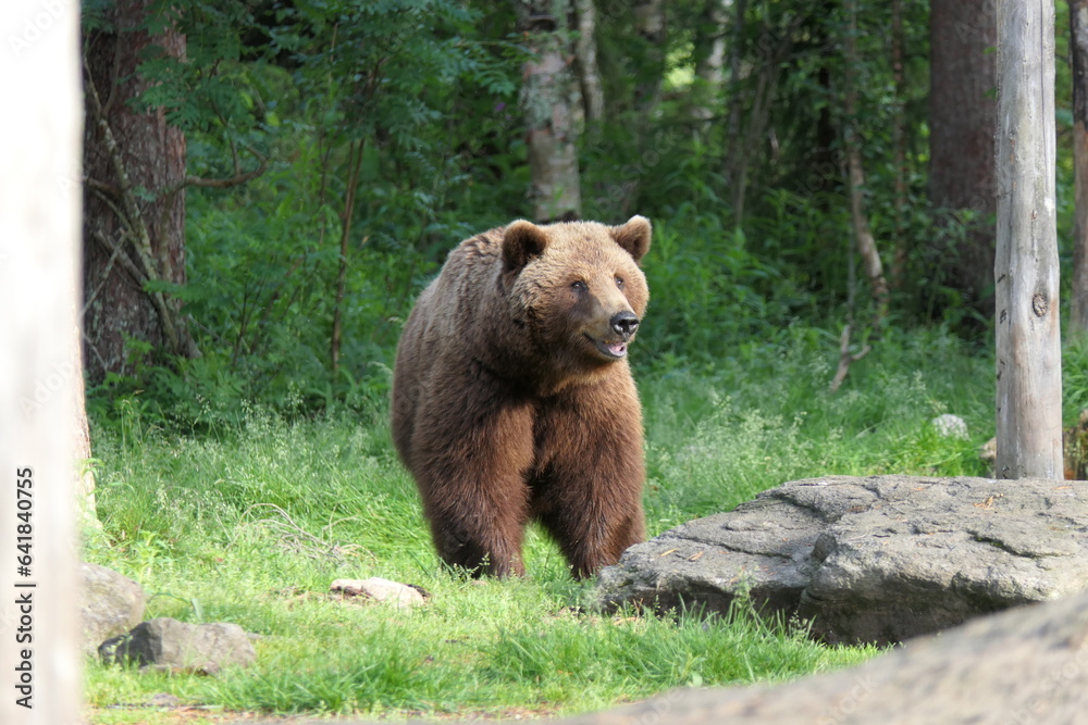 Brown bear / grizzly bear in the woods/ forest of Finland Brown bear / grizzly bear in the woods/ forest of Finland