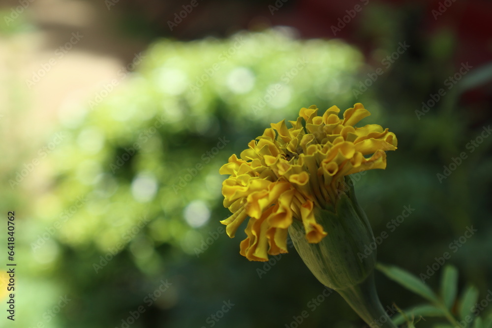 Soft focus side view of the blooming a yellow Marigold flower in the garden Soft focus side view of the blooming a yellow Marigold flower in the garden