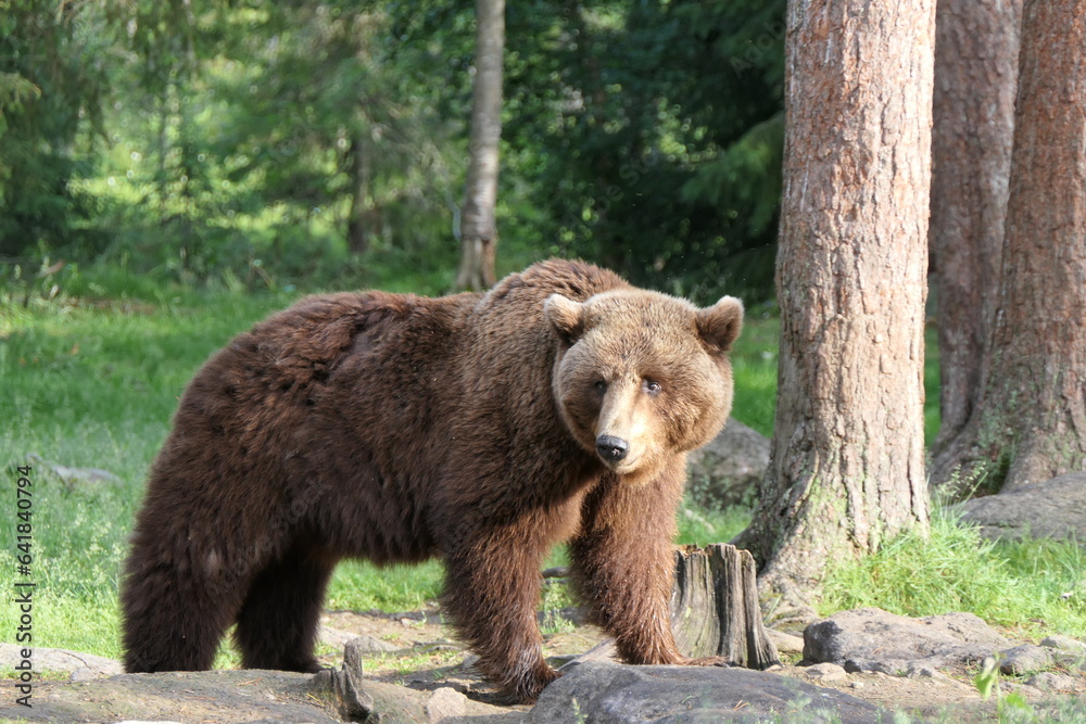 brown bear / grizzlty bear in the forest brown bear / grizzlty bear in the forest