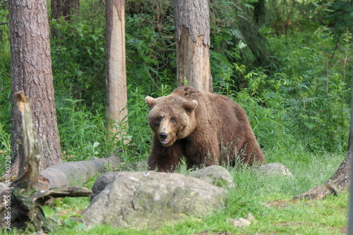 Brown bear / grizzly bear in the woods/ forest of Finland 