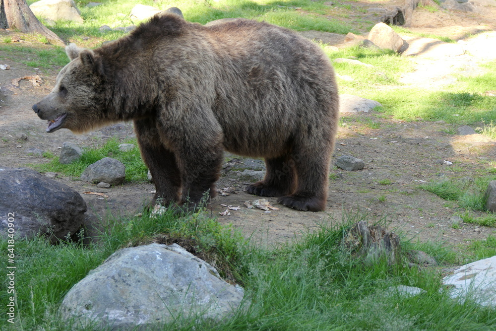 Nature portrait of brown bear/ grizzly bear, wildlife of Finalnd Nature portrait of brown bear/ grizzly bear, wildlife of Finalnd
