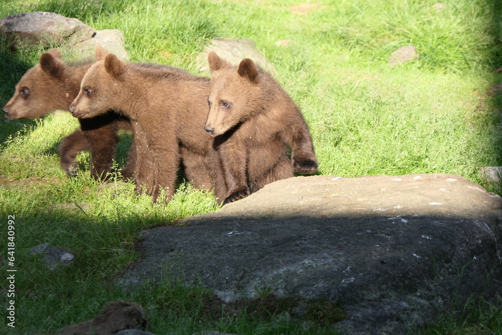 Obraz premium Three brown bear/grizzly bear cubs in the sun in Nature of finland
