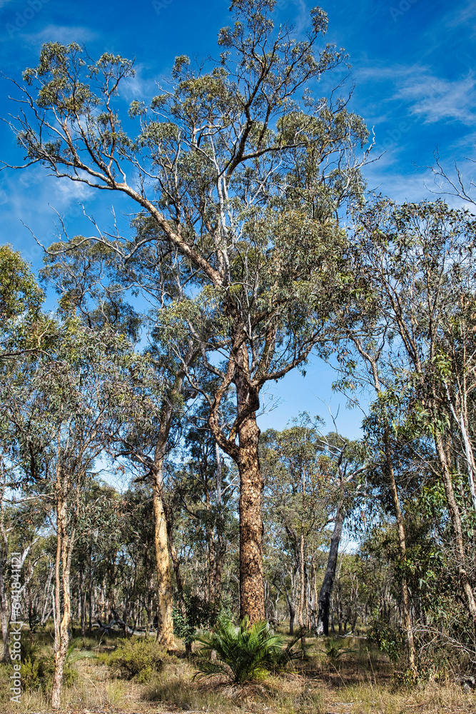 Old wandoo eucalyptus (white gum) in a wandoo forest, a critically endangered ecological community, in the Cranbrook Shire in the Western Australian wheatbelt
Old wandoo eucalyptus (white gum) in a wandoo forest, a critically endangered ecological community, in the Cranbrook Shire in the Western Australian wheatbelt