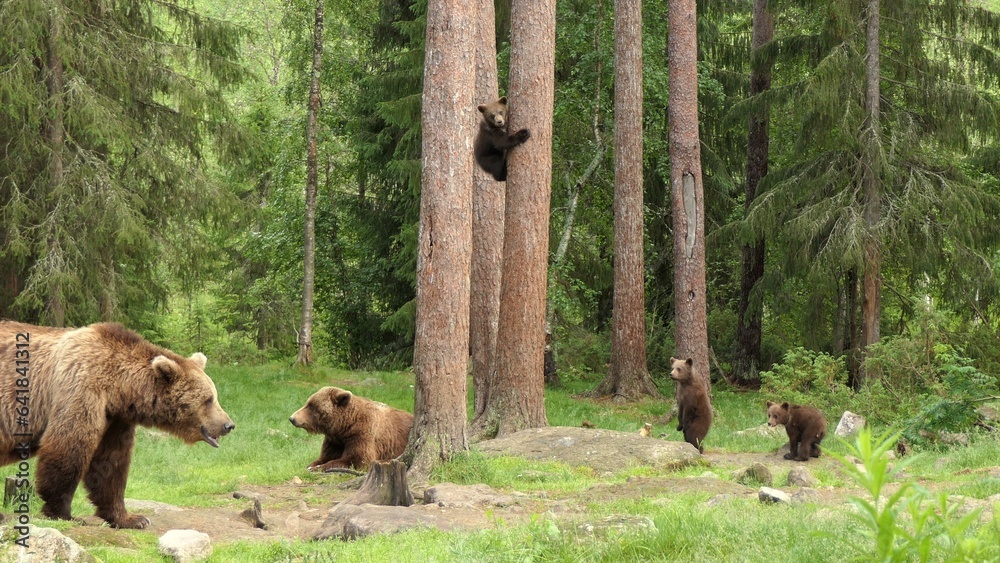 Obraz premium Bear family with Cubs on the ground and climbing in the woods/nature of Finland