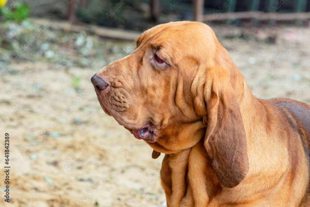 The Bloodhound is a large hunting dog. Portrait on the background of nature.