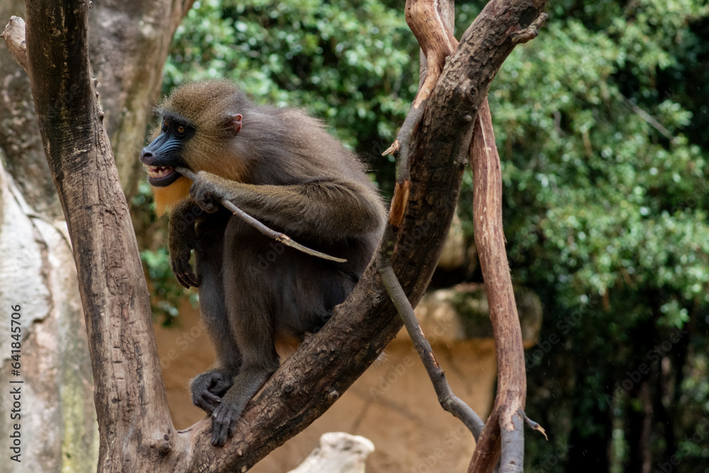 Naklejka premium Mandrill Monkey