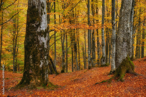 Autumn Serenity  Majestic Beech Forest Amidst Mountainous Terrain