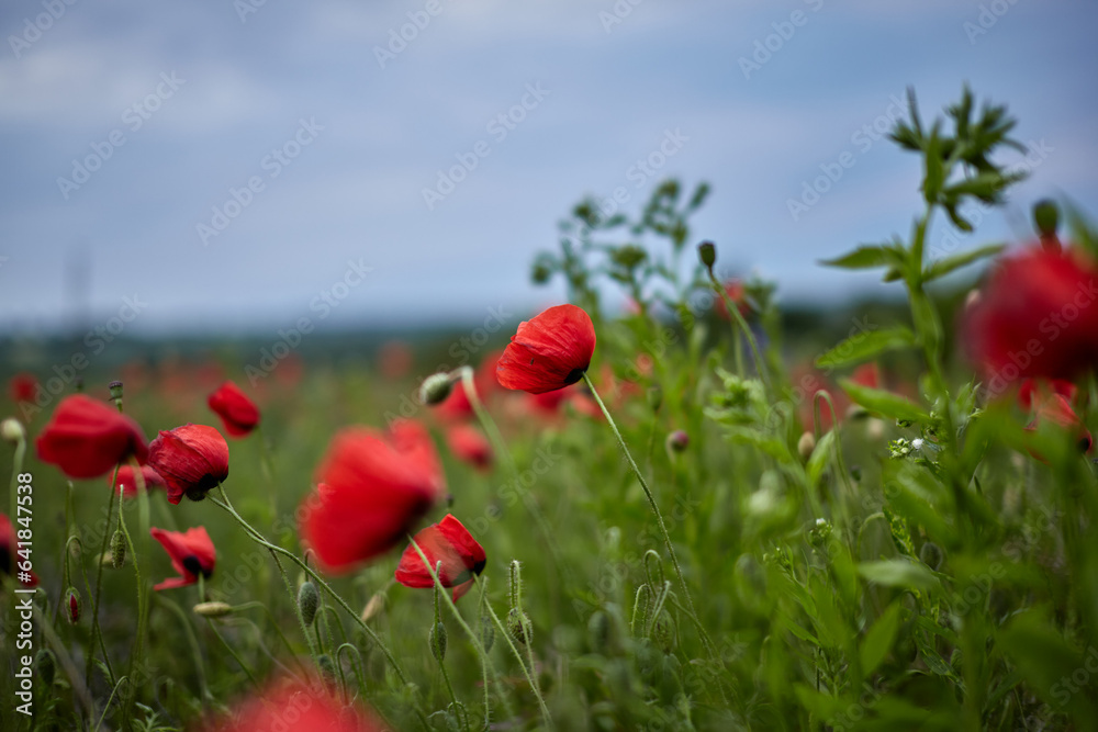 Obraz premium A field of wild red poppies against a blue sky.