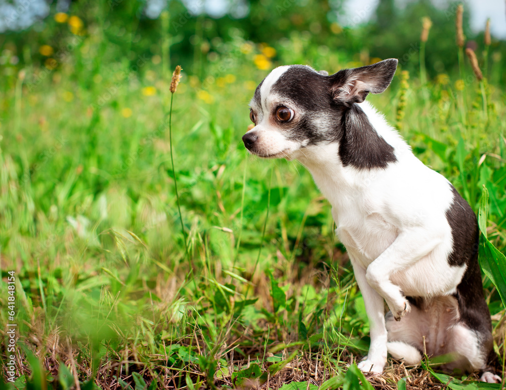 sitting in the green grass. She is concentrating on something and raised her paw. The photo is blurred and horizontal sitting in the green grass. She is concentrating on something and raised her paw. The photo is blurred and horizontal