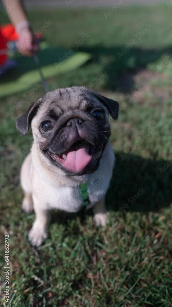 A pug breed dog, known for its cuteness, rests on the grass in a summer park. A pug breed dog, known for its cuteness, rests on the grass in a summer park.