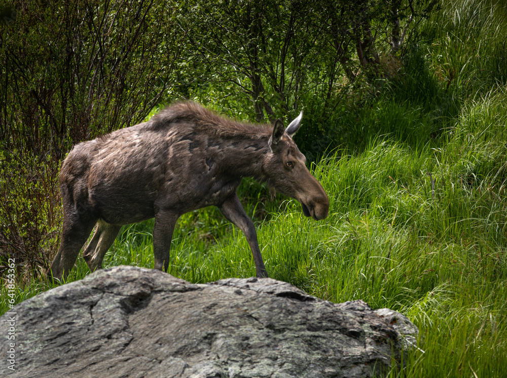 Moose family in the Rocky Mountain National Park of Colorado Moose family in the Rocky Mountain National Park of Colorado