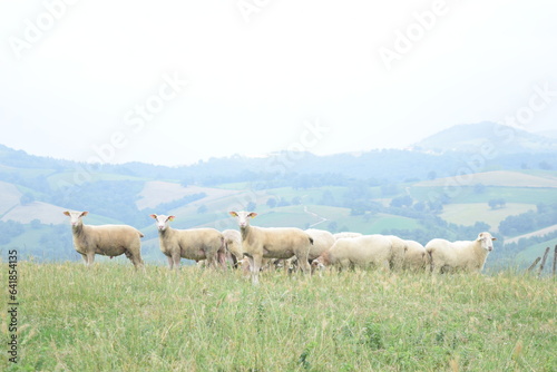black and white sheeps in the fields of Basque Country