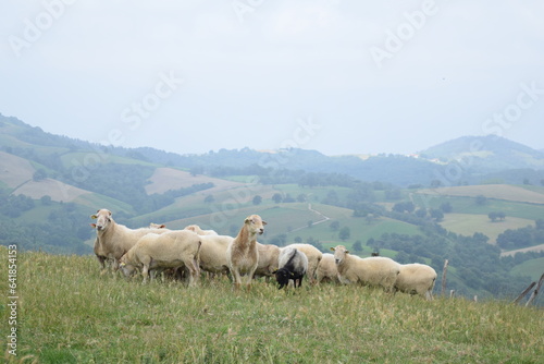 black and white sheeps in the fields of Basque Country