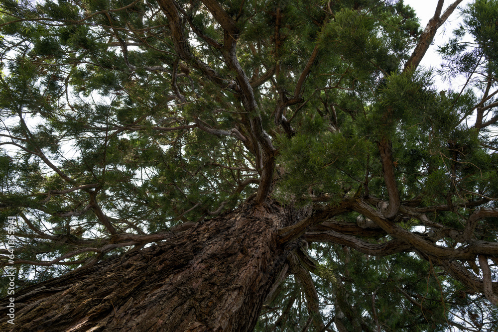 Fototapeta premium Low angle view on the pine tree brunches