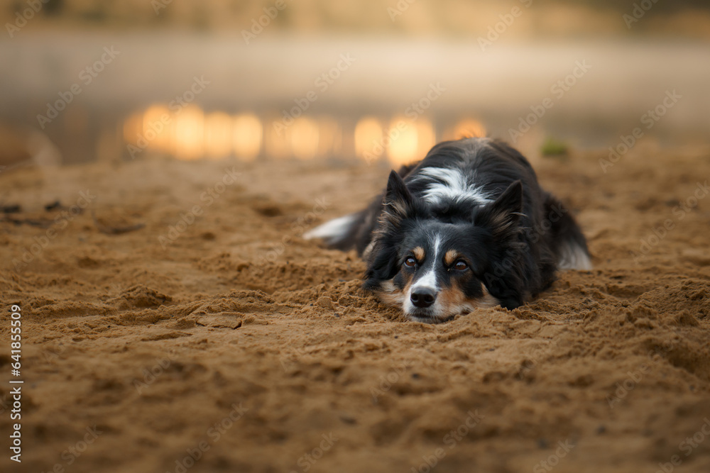 dog lies on the sand against a background of bokeh. tricolor border collie in nature