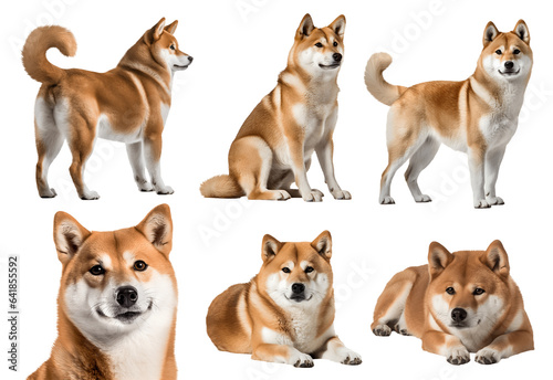 Shiba Inu dog puppy, many angles and view portrait side back head shot isolated on transparent background cutout, PNG file
