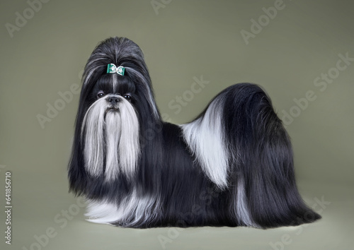 Bild auf Leinwand Show class black and white Shih Tzu dog