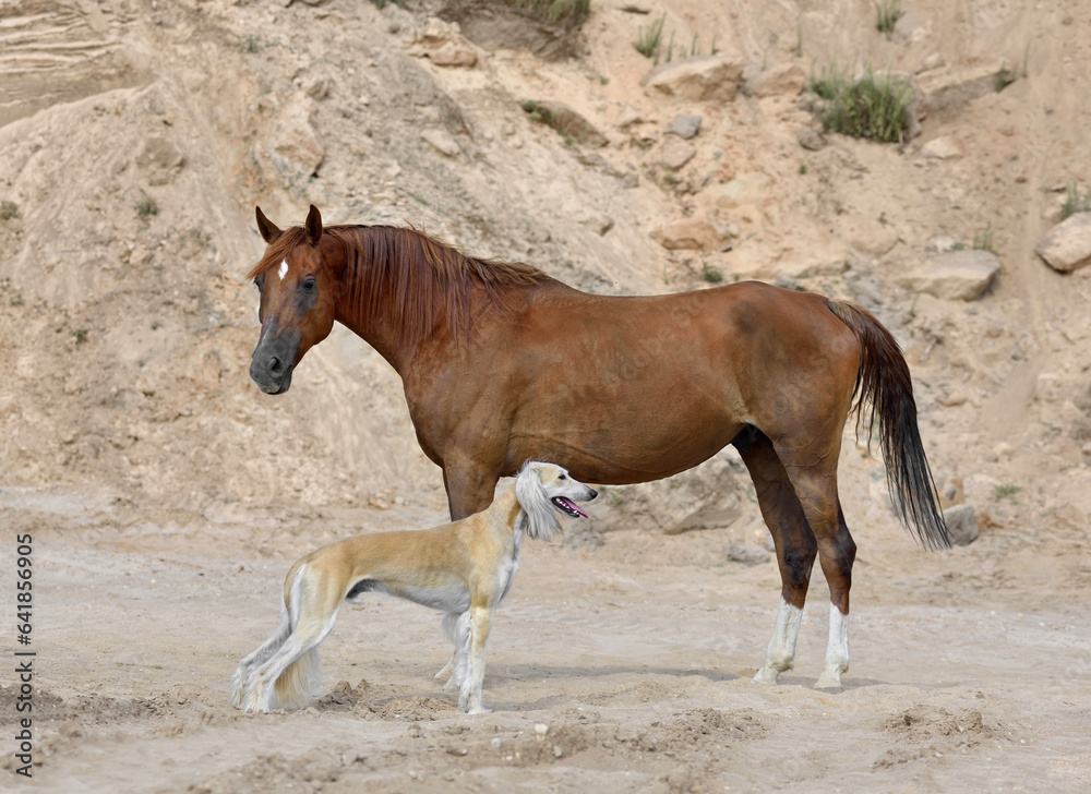 Obraz premium Saluki and Arabian horse standing on sand bagkground