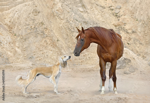 Friendship of Horse and Saluki dog
