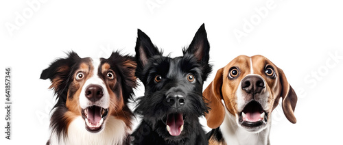 Portrait of Three Surprised Dogs (Collie, Terrier  Beagle). Isolated on White and PNG Transparent Background. © fotoyou