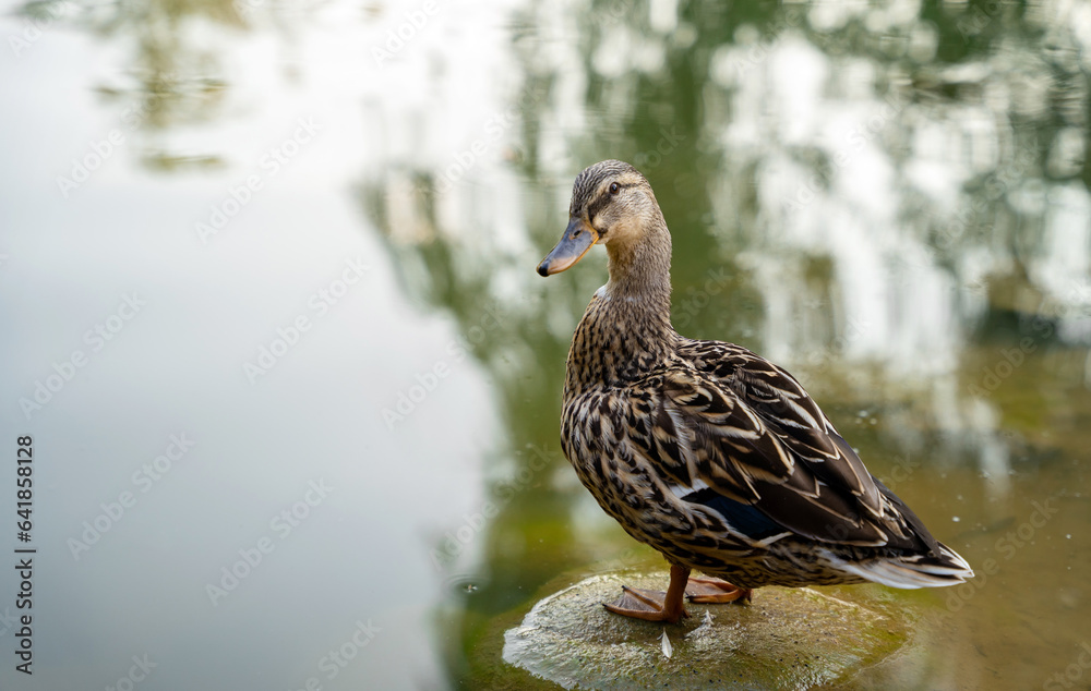 Mallard or wild duck Anas platyrhynchos female stands on a stone in a local lake. Beautiful waterfowl. Close up Mallard or wild duck Anas platyrhynchos female stands on a stone in a local lake. Beautiful waterfowl. Close up