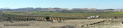 Panorama of an olive grove at Oudna, outside of Tunis, Tunisia