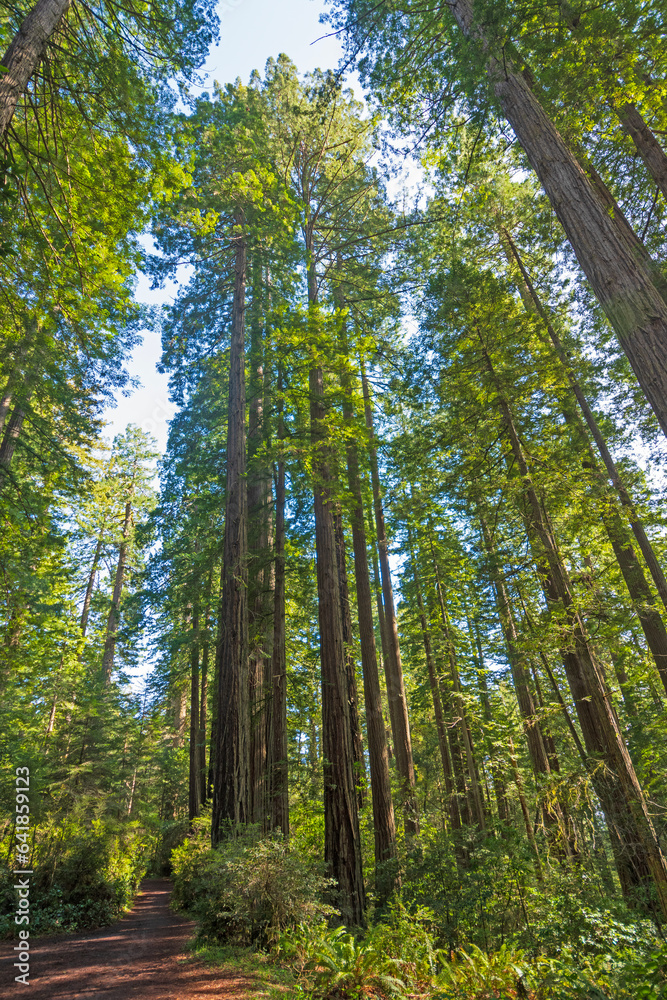 Serene Path Through Forest Giants