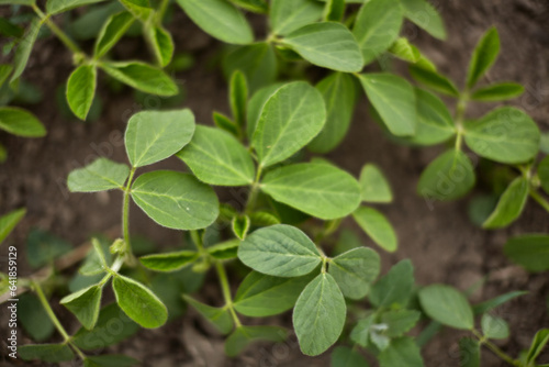 Bright green soybean leaves. Growth of legumes. Soy grows in the field.