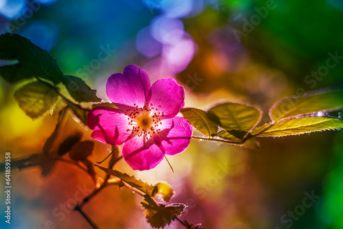 wild rose and beautiful art light background