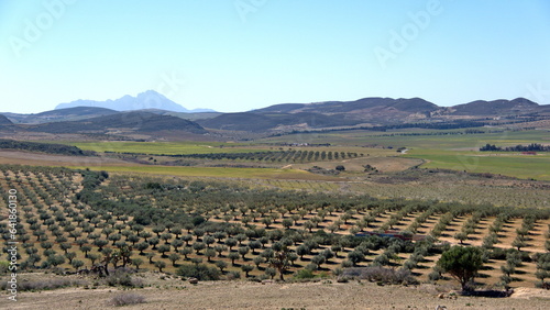 Olive grove at Oudna, outside of Tunis, Tunisia photo