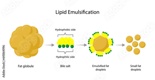 Lipid emulsification, Fat Molecule, Lipid droplets, Lipid Digestion. Large fat globules are emulsified into small fat droplets. Bile salt. Gallbladder. Micelle formation. Vector Illustration.