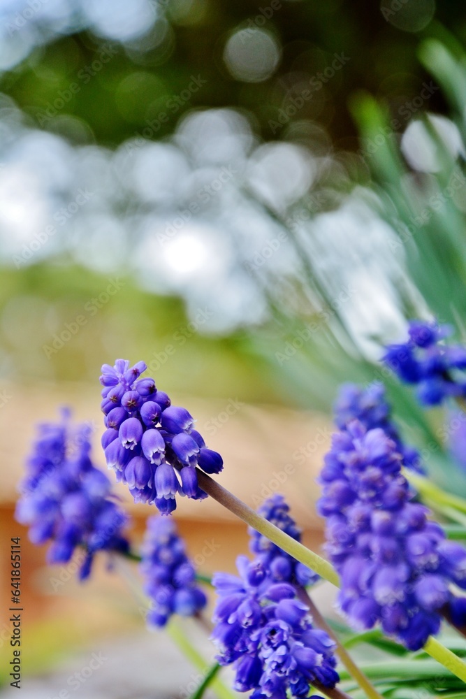 Spring Blooms in Focus: Close-Up of Muscari Flowers - April and May Blossoms Spring Blooms in Focus: Close-Up of Muscari Flowers - April and May Blossoms