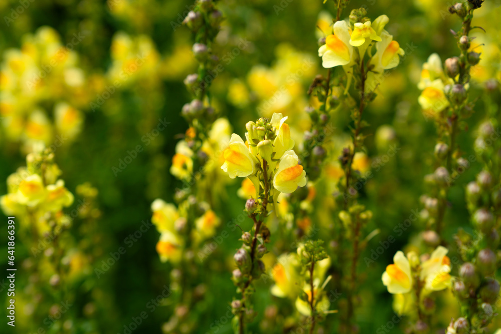 Linaria vulgaris, the common toadflax, yellow toadflax or butter-and-eggs, is a species of flowering plant in the family Plantaginaceae, native to Europe, Siberia and Central Asia. Linaria vulgaris, the common toadflax, yellow toadflax or butter-and-eggs, is a species of flowering plant in the family Plantaginaceae, native to Europe, Siberia and Central Asia.