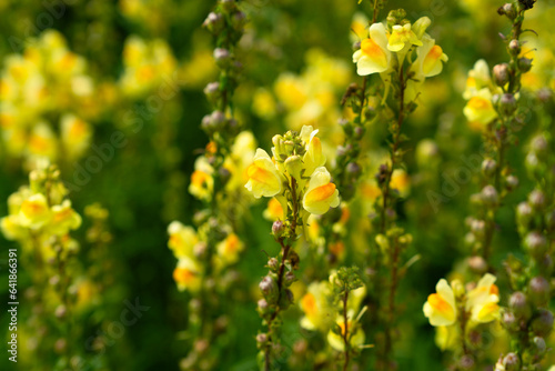 Linaria vulgaris, the common toadflax, yellow toadflax or butter-and-eggs, is a species of flowering plant in the family Plantaginaceae, native to Europe, Siberia and Central Asia.