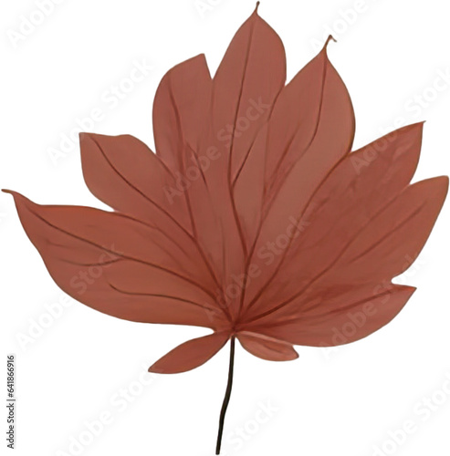 red maple leaf on transparent background