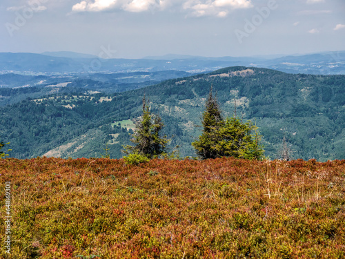 Fototapeta Naklejka Na Ścianę i Meble -  Field of mountain cranberries on Wielka Racza mountain, Beskid Zywiecki Mountains Poland