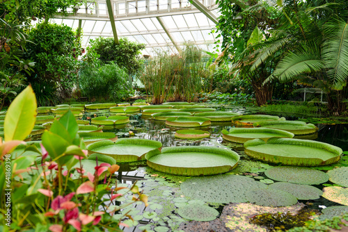 Fotografie, Obraz The leaves of the giant water lilies with the Latin names Victoria amazonica, Be
