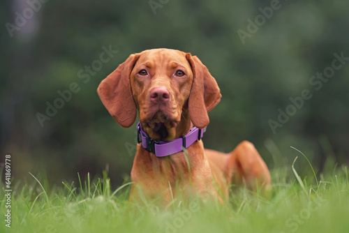 Fotografía Young Hungarian Vizsla dog with a purple collar posing outdoors lying down on a