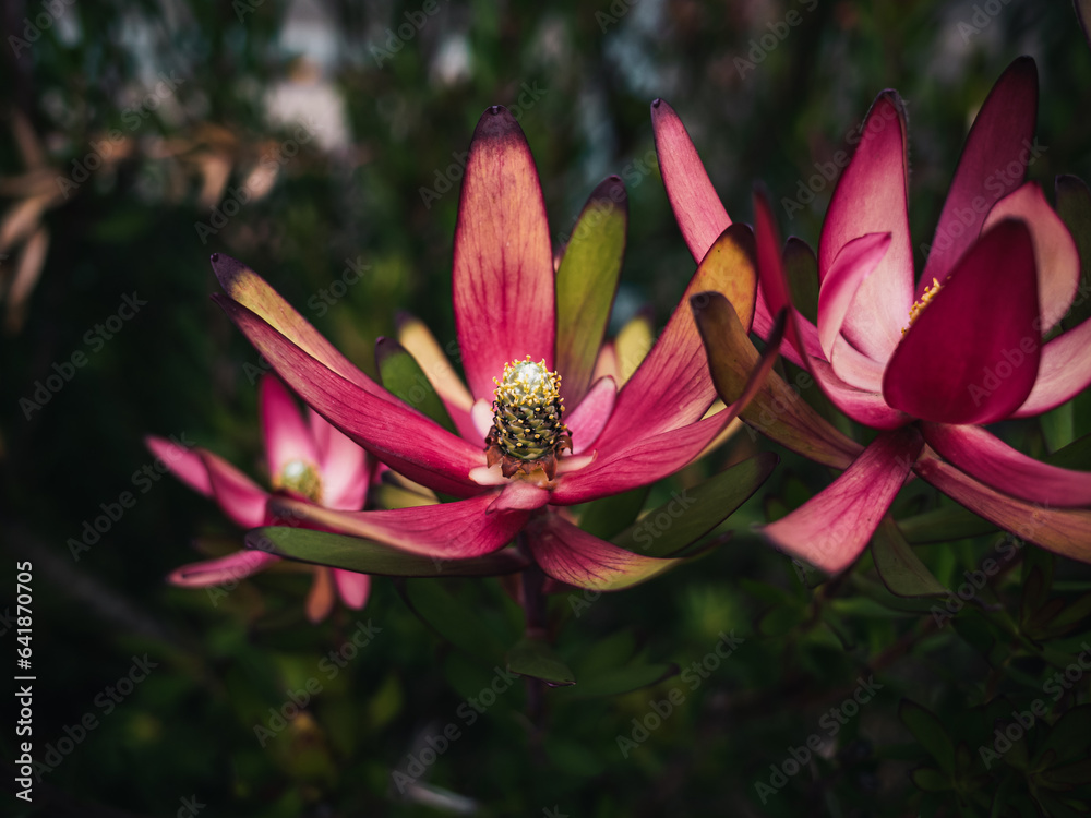 Fototapeta premium Flowers in the garden