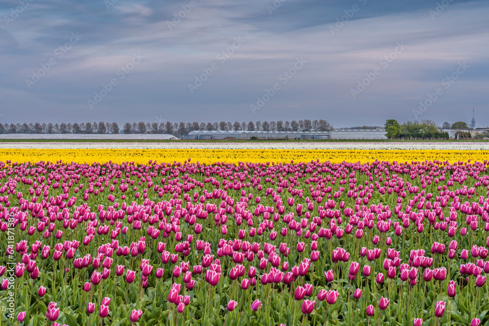 Purple and yellow tulips on a bulb field at sunset