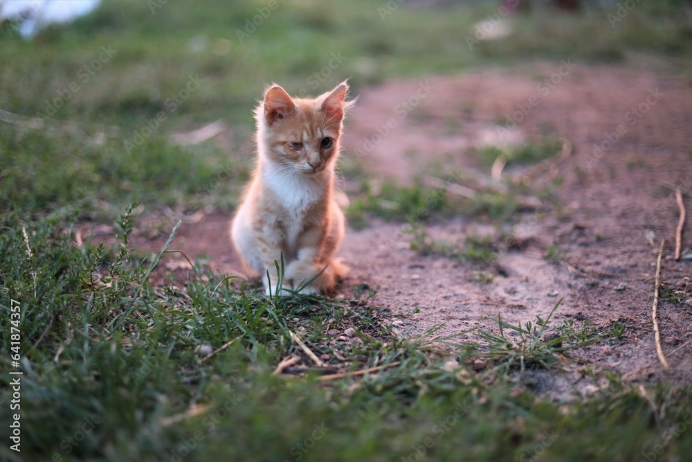Naklejka premium red fox in the grass