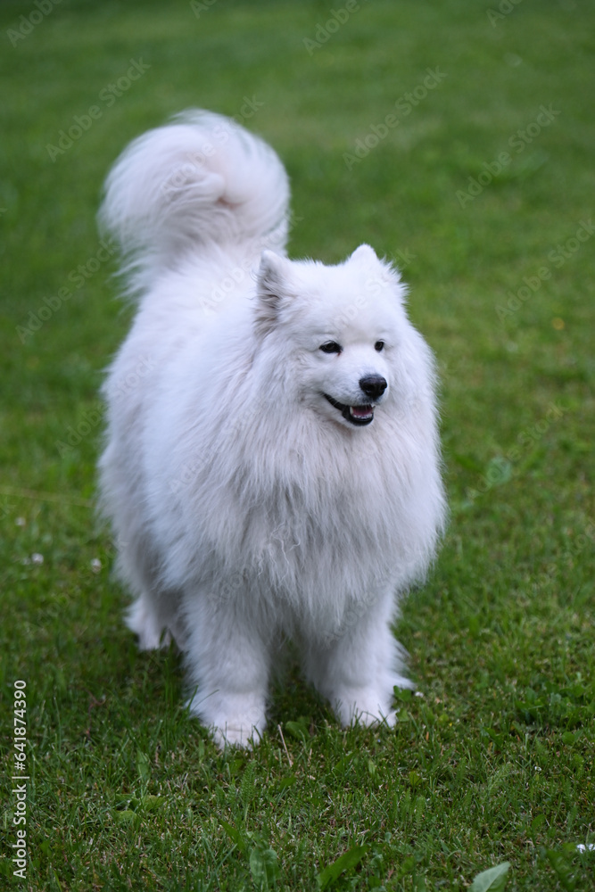 cane pelo lungo 