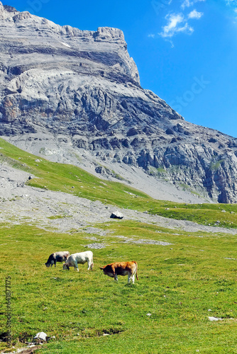 Alpine landscape with grazing cows against the backdrop of mountains.