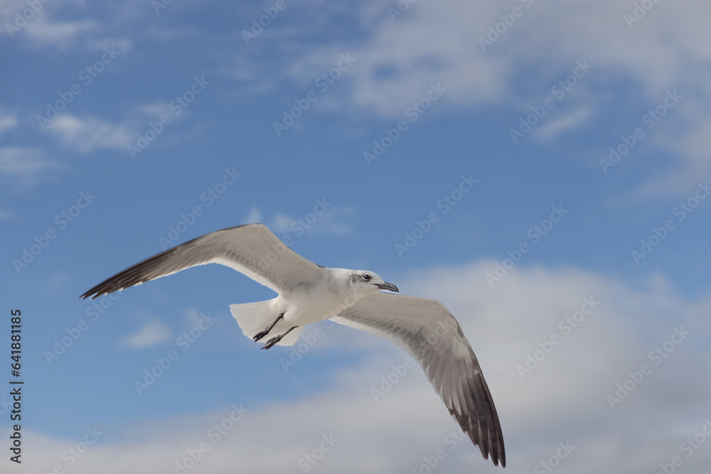 Obraz premium Seagulls Cavorting