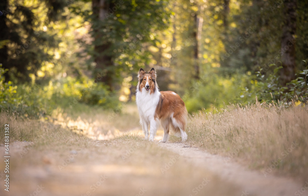 Obraz premium Portrait of beautiful collie dog in forest in summer