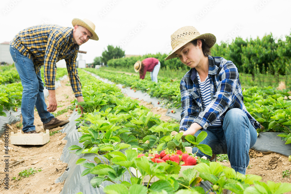 Hardworking farmers working on the plantation beds collect ripe strawberries, putting the berries in special crates